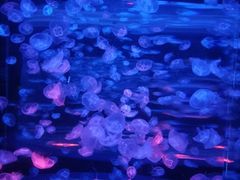 -乌鲁木齐海洋馆