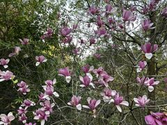 -广州市流溪河国家森林公园