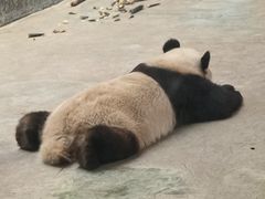 -西安秦岭野生动物园
