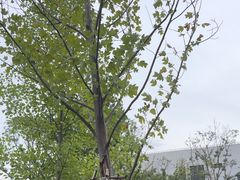 -徐汇万科中心-G座