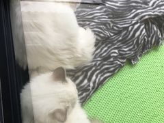 -东方名猫馆·英短金渐层布偶猫舍(环线广场1号楼店)