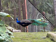 -哈尔滨北方森林动物园