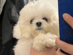 -萌宠之家·腊肠犬·马尔泰·小体犬舍