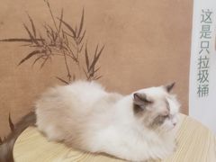 -楼上猫咖(罗湖店)