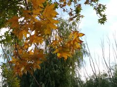 -大兴滨河森林公园