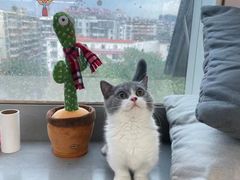 -lincat·猫舍(广州店)