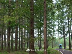 -黄海国家森林公园