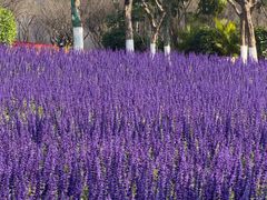 -广州莲花山旅游区