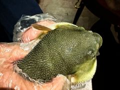 -肆月河豚·淮扬菜·湘菜(华天店)