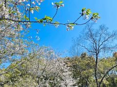 -上海滨江森林公园