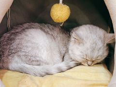 -兄弟鸡排.芋泥香酥鸭(淮海街店)