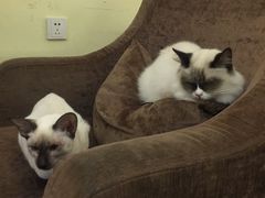-猫色咖啡·猫咖