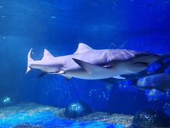 -成都浩海立方海洋公园