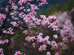 -九皇山景区