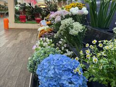 -荷兰花海
