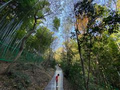 -上海佘山国家森林公园西佘山园