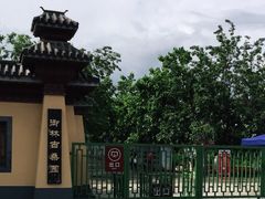 -御林古桑园