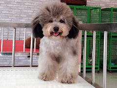 -皇家名犬舍