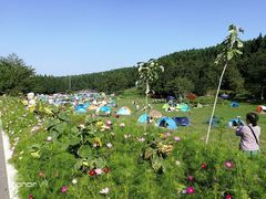 -武陵山森林公园