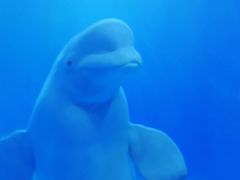 -多彩贵州城极地海洋世界