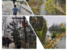 -合肥滨湖国家森林公园