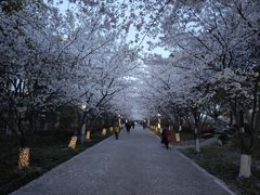 -高东镇樱花园