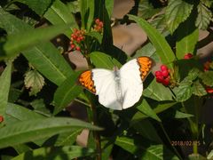 -西双版纳融创皇冠假日度假酒店