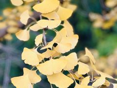 -重庆市江北嘴中央商务区中央公园