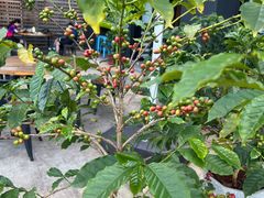 -Torch Coffee 炬点咖啡