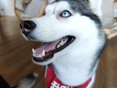 -Husky Go! 哈士奇体验馆·宠物咖啡厅狗咖