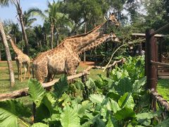 -海南热带野生动植物园