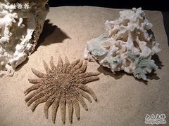 -亚龙湾中心广场·贝壳馆