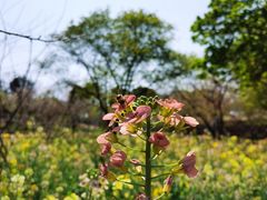 -天适樱花悠乐园