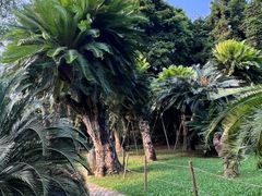 -深圳仙湖植物园