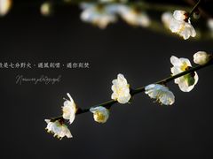-莘庄梅园
