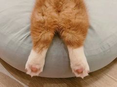 -浣熊柯尔鸭土拨鼠·电玩咖