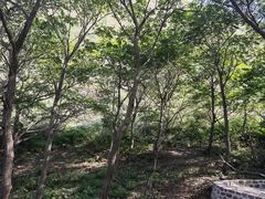 -山叶口景区