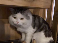 -Mr.Fox狐狸先生超级密室(南山店)