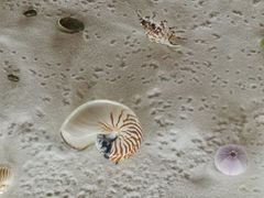 -青岛贝壳博物馆
