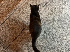 -古彭7只羊·招牌白串·碳锅羊肉旗舰店