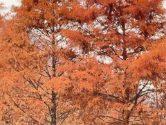 -小芝红树林