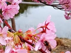 -新江湾城公园