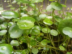 -吴越荣记苏州菜·松鼠桂鱼(月光码头店)