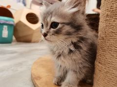 -楼上猫咖(罗湖店)