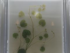 -广东中医药博物馆