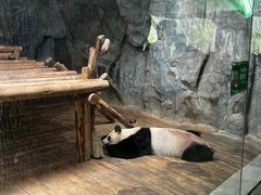 -深圳野生动物园
