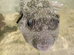 -萌宠奇缘(荣鼎店)