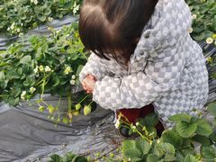 -大自然农场蔬菜草莓采摘园