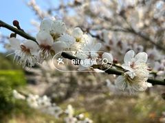 -鸡枕山