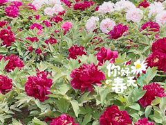 -莲花池公园